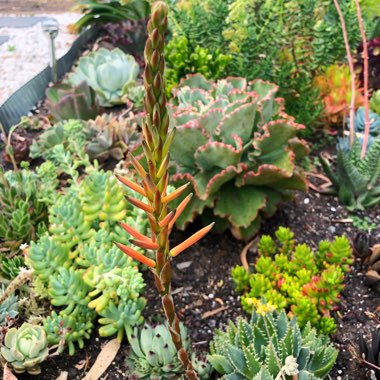 Aloe Brevifolia