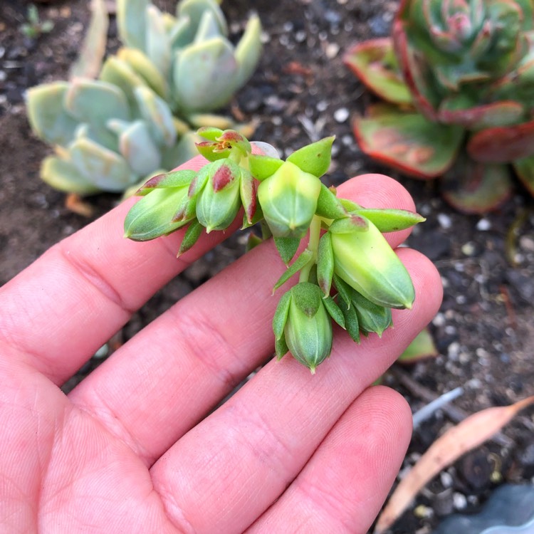 Plant image Echeveria Longissima var. Longissima