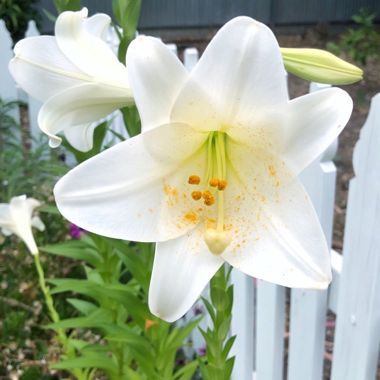 Plant image Lilium longiflorum 'White Heaven'