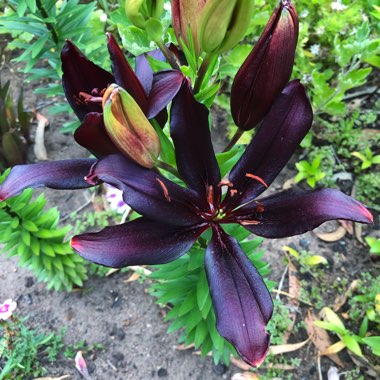 Lilium 'Black Charm'