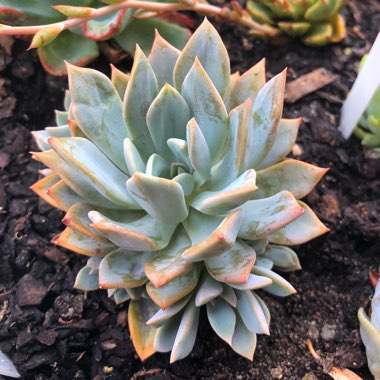 Echeveria Costa Brava