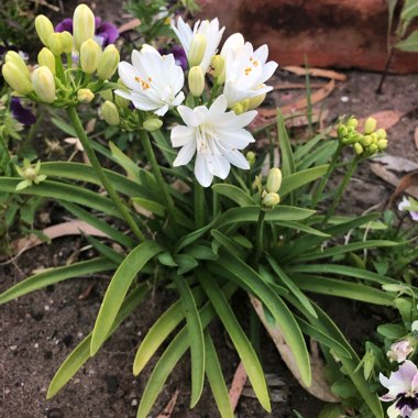 Agapanthus 'Rfdd' syn. Agapanthus 'Double Diamond'