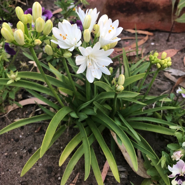 Plant image Agapanthus 'Rfdd' syn. Agapanthus 'Double Diamond'