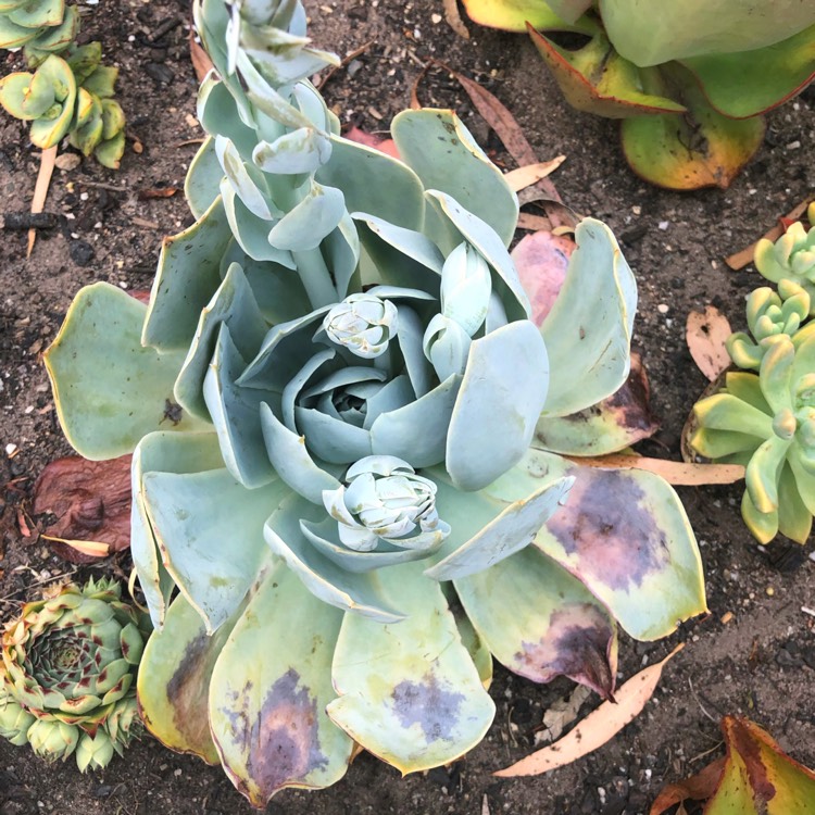 Plant image Echeveria Domingo