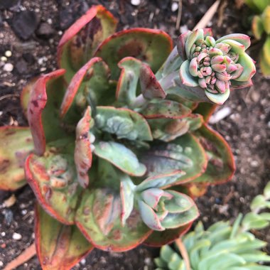 Echeveria Baron Bold