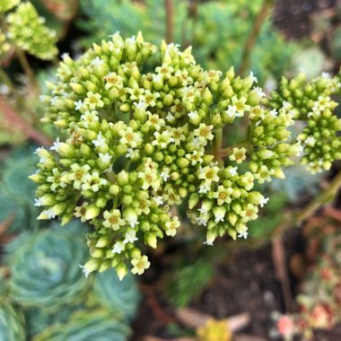 Crassula Ciliata