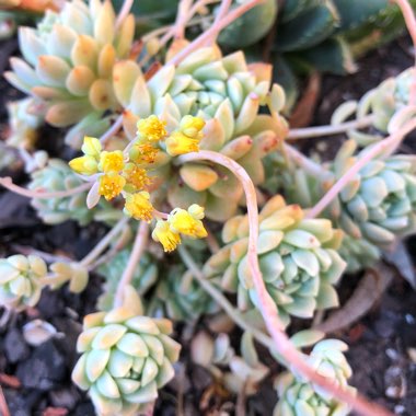 Echeveria Prolifica