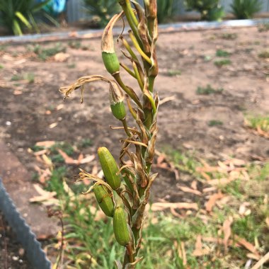 Aloe Brevifolia