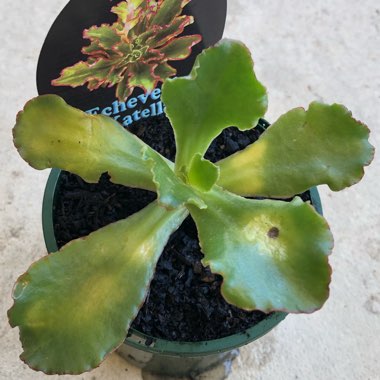 Echeveria Katella IV