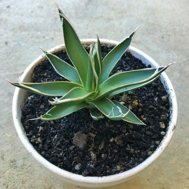 Agave 'victoriae-reginae'