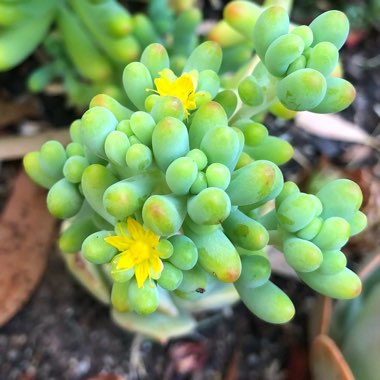 Sedum pachyphyllum