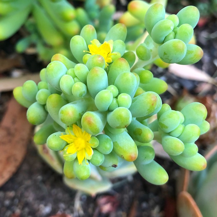 Plant image Sedum pachyphyllum