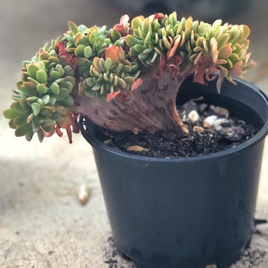 Echeveria Briar Rose Cristata