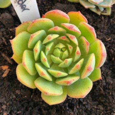 Echeveria Derosa