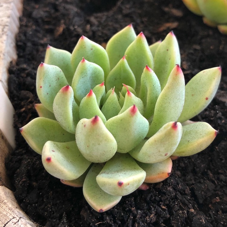 Plant image Echeveria Cuspidata var. Zaragozae