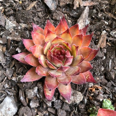 Sempervivum Berwick Red