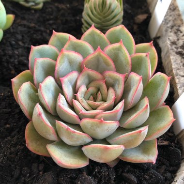 Echeveria Hercules