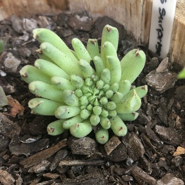 Sempervivum Calcareum Grigg's Surprise