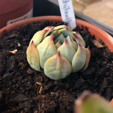 Echeveria Chihuahuaensis