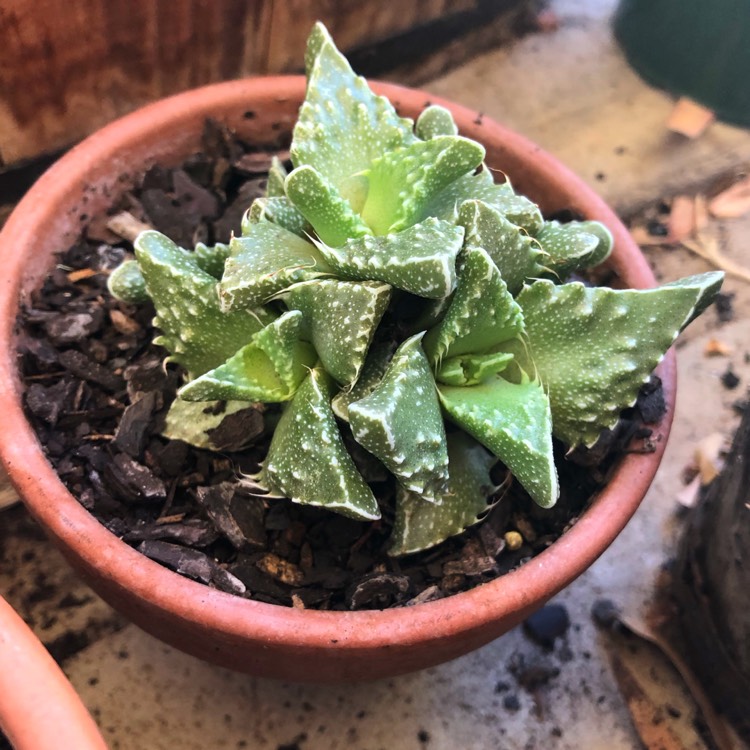 Plant image Faucaria felina ssp. tuberculosa