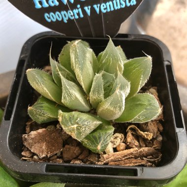 Haworthia Cooperi var. Venusta