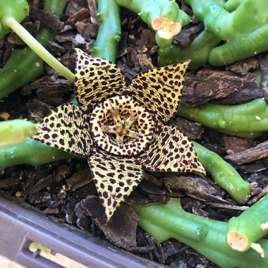 Orbea variegata