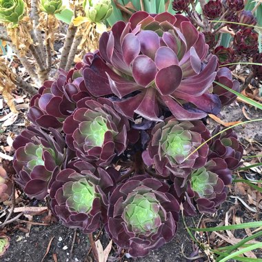 Aeonium Arboreum Velour