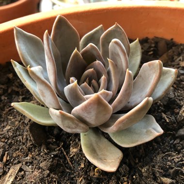 Echeveria Silver Queen