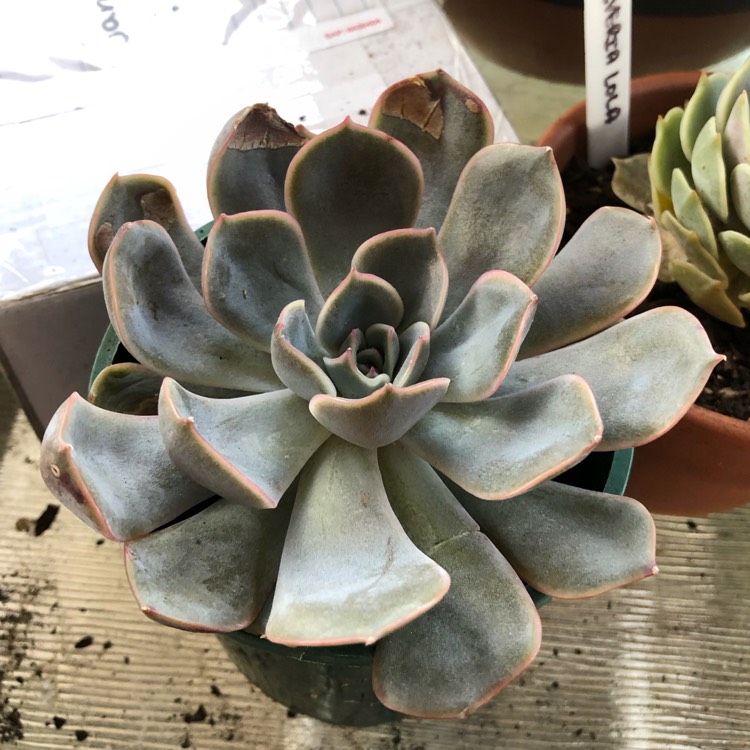 Plant image Echeveria Orion