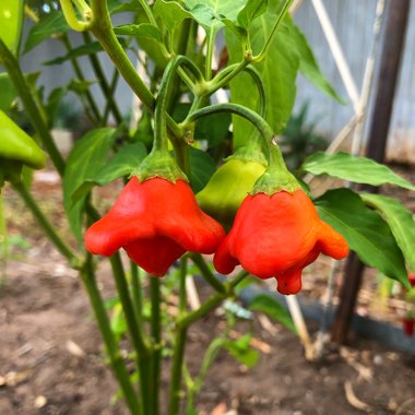 Capsicum baccatum 'Bishop's Crown'