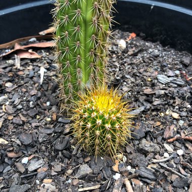 Echinopsis spachiana