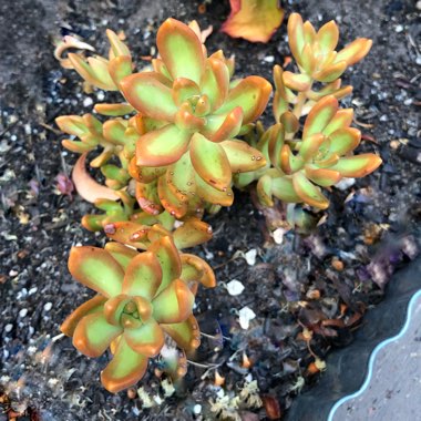 Sedum Adolphi