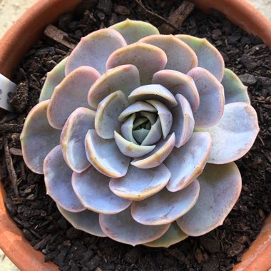 Echeveria Blue Surprise