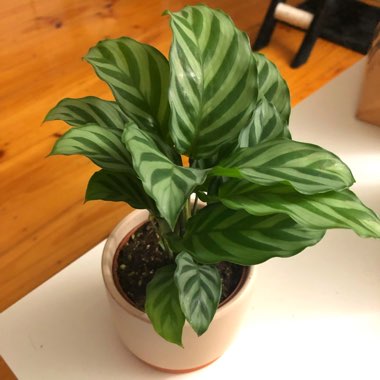 Calathea Concinna Freddie