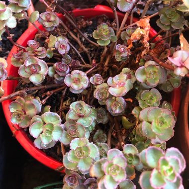 Sedum Spurium 'Voodoo'