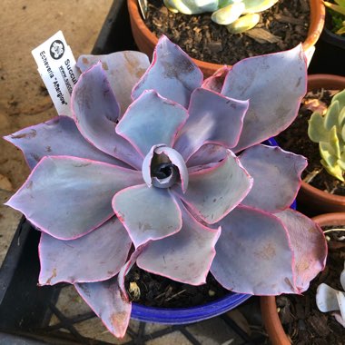 Echeveria Afterglow