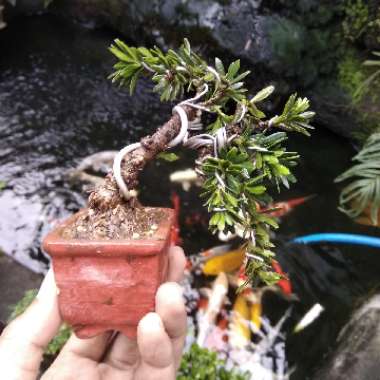 Podocarpus macrophyllus