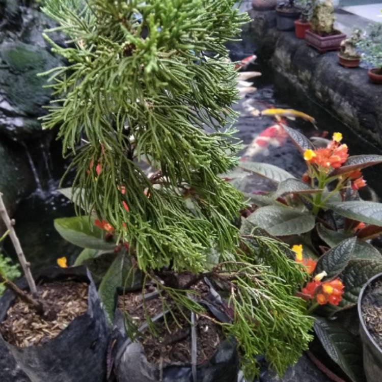 Plant image Juniperus chinensis (Bonsai)