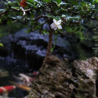 Ehretia microphylla syn. Carmona microphylla