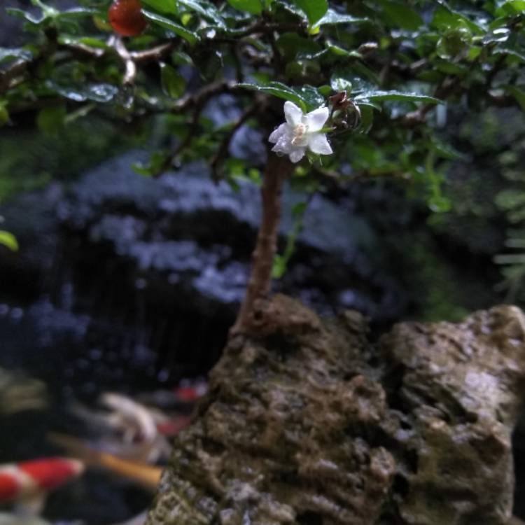 Plant image Ehretia microphylla syn. Carmona microphylla