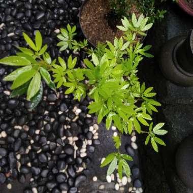 Calliandra surinamensis 'Pink Poodle'