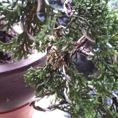 Juniperus chinensis 'Shimpaku'