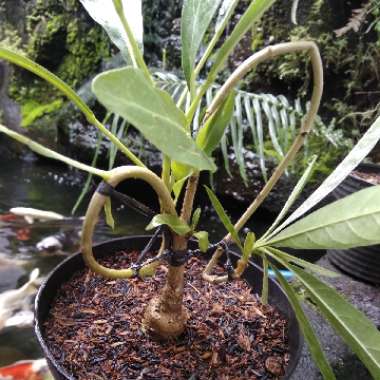 Tabebuia chrysantha