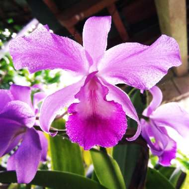 Cattleya labiata rubra 'Schuller'