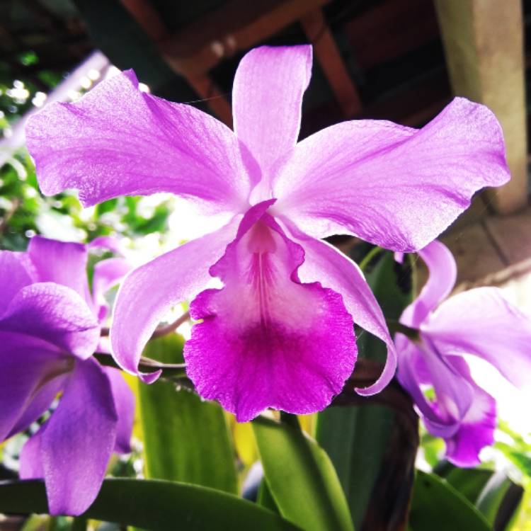 Plant image Cattleya labiata rubra 'Schuller'