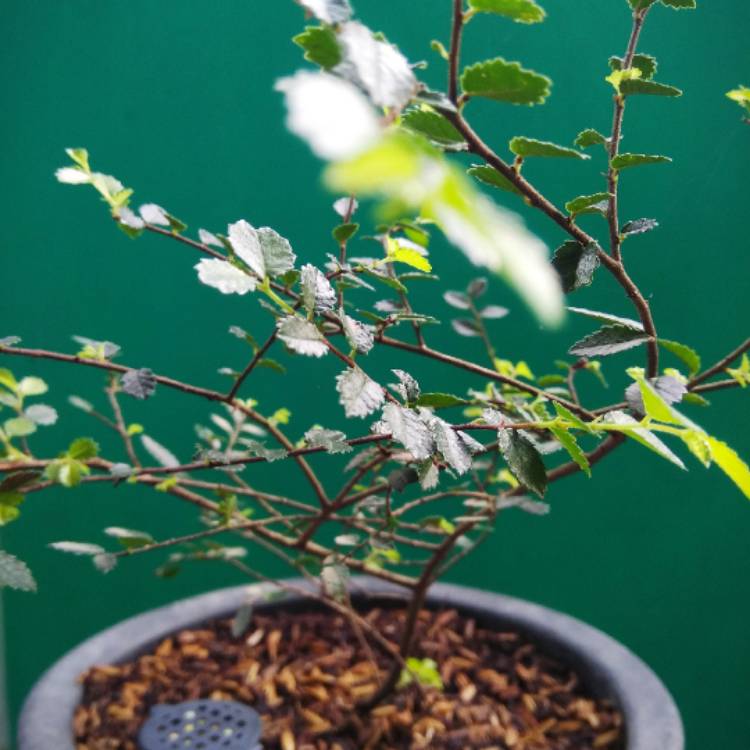 Plant image Ulmus parvifolia (Bonsai)