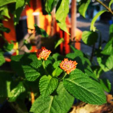 Lantana camara 'Bant Pin09' (Bandana Series) syn. Lantana 'Bandana Pink'