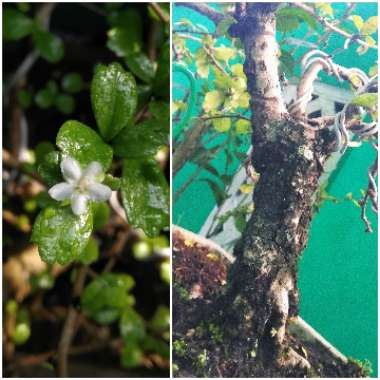 Ehretia microphylla syn. Carmona microphylla