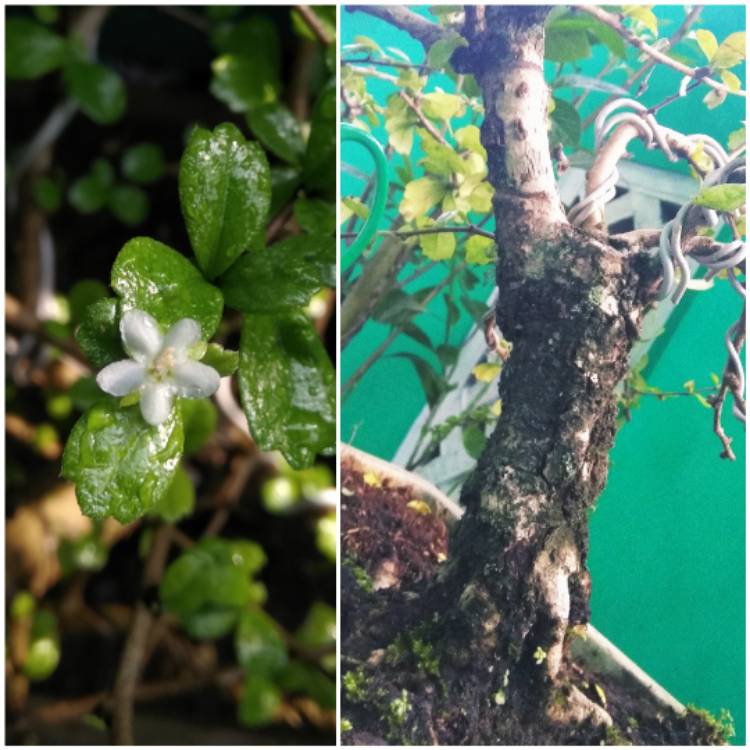 Plant image Ehretia microphylla syn. Carmona microphylla