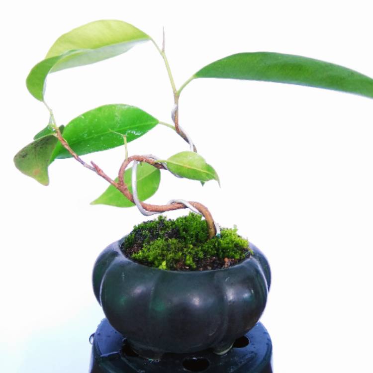 Plant image Ficus benjamina 'Exotica'